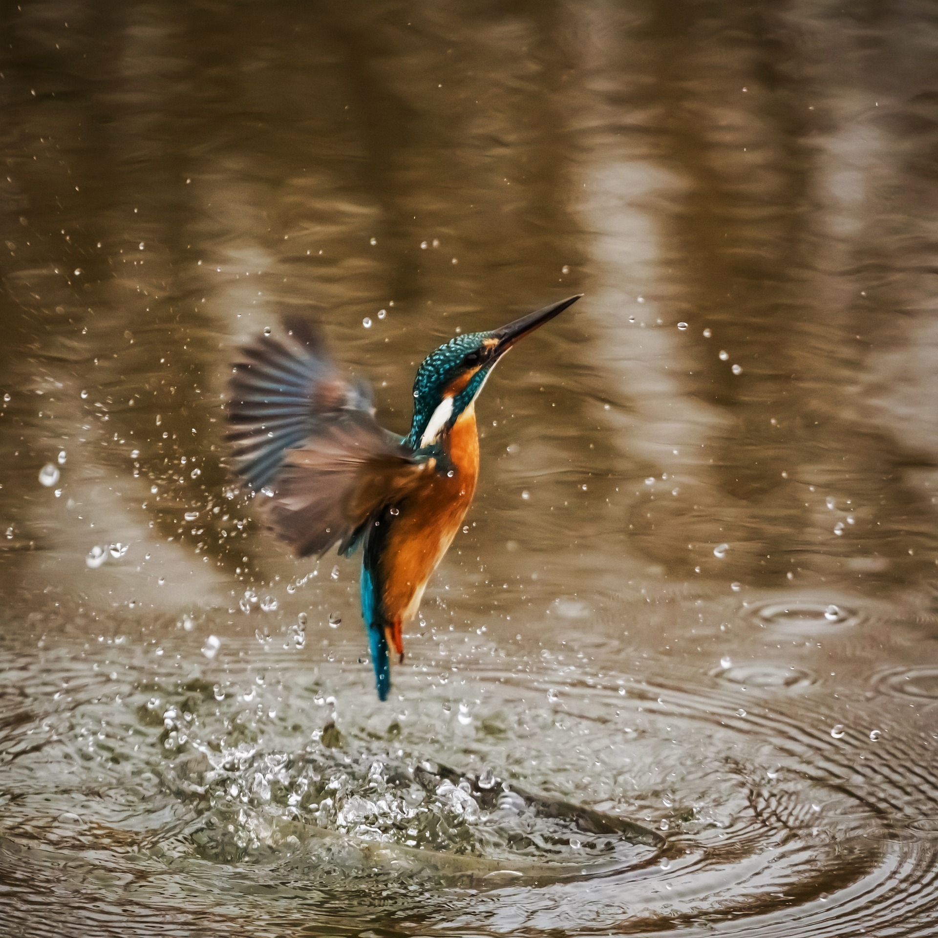 kingfisher-1068684_1920_(1).jpg